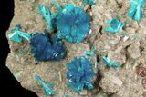 Vibrant Blue Cavansite Clusters on Stilbite - India #64817-2